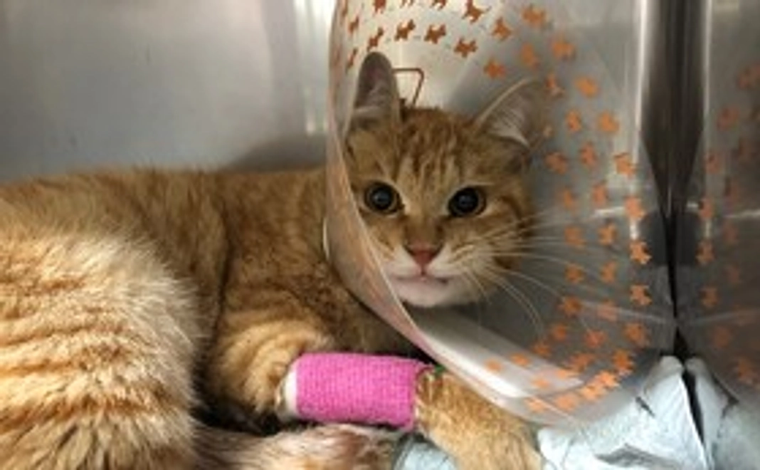 がんばれ猫ちゃん応援コース3000