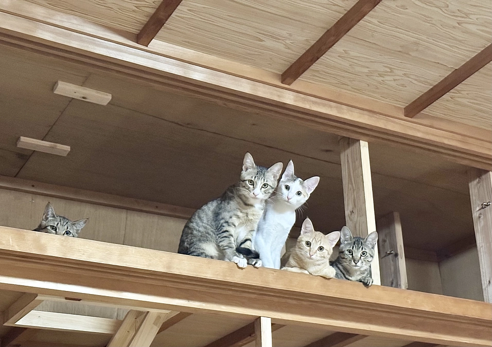 クラファンご支援金のご報告