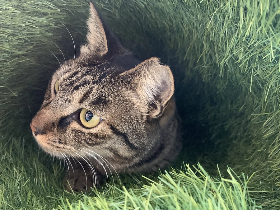 あけましておめでとうございます