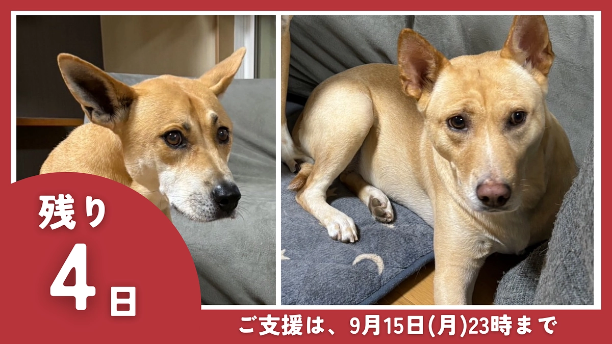 【残り4日】オーナー｜鈴木 麻巳 様からの応援メッセージのご紹介です。