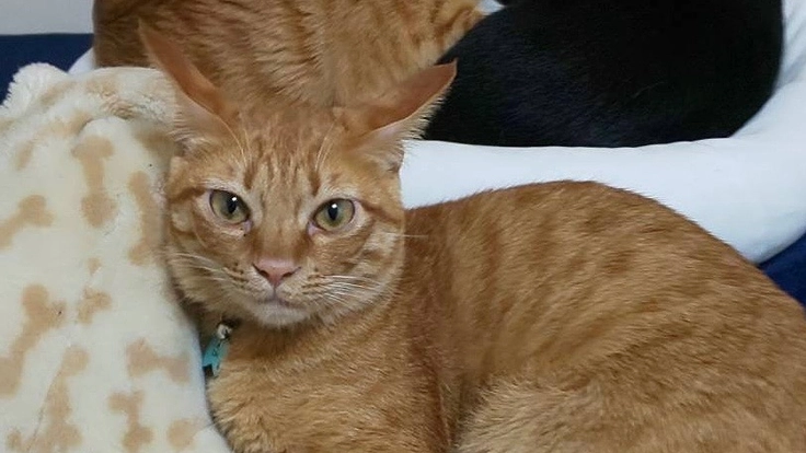 鼻腔内リンパ腫の4才の琥珀（こはく）を助けてください