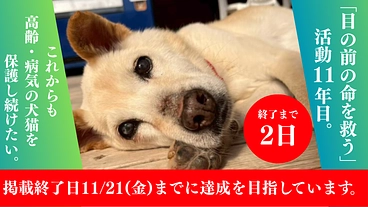 救う命を選ばない。どんな犬猫も保護し続け福岡の里親さんを増やしたい のトップ画像