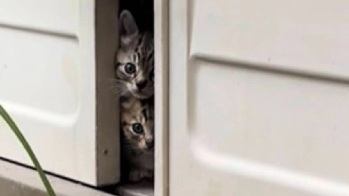 〜私が保護活動を始めたきっかけ〜 Ise Happy Cats ボランティアスタッフ松田