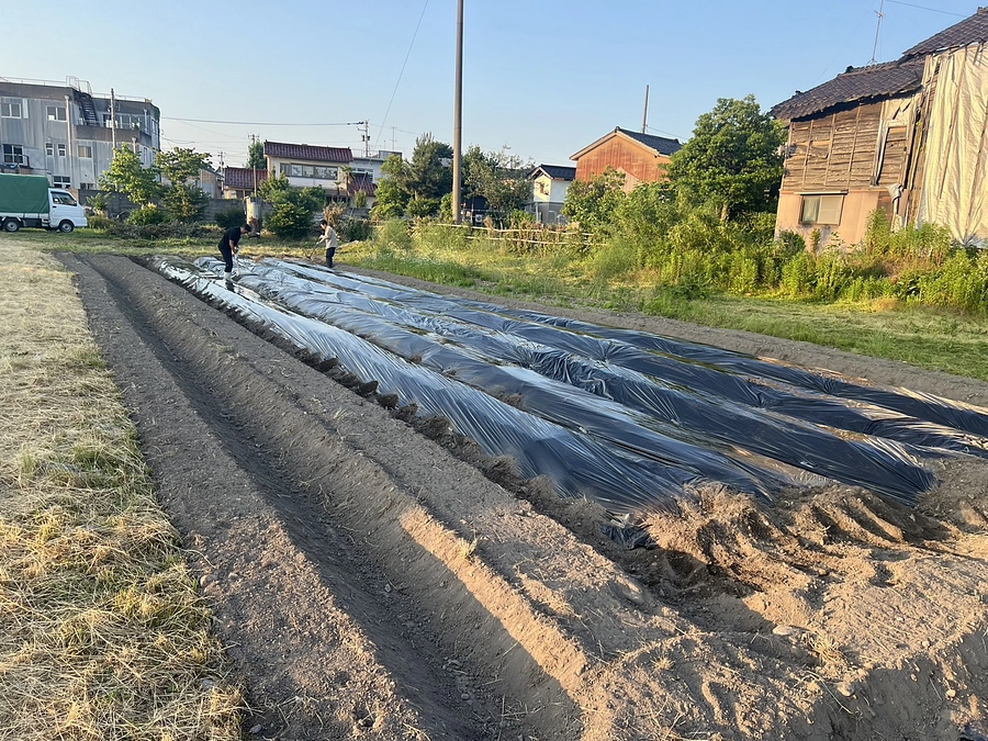 さつまいもの準備進めています