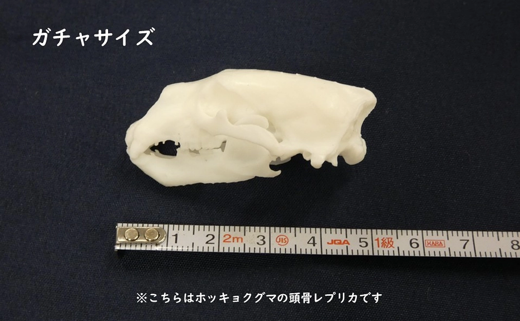 5種から選べる頭骨レプリカ(カプセルトイサイズ)