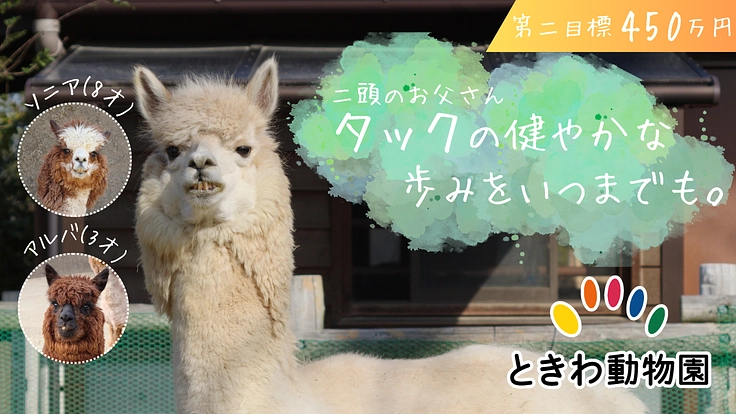 アルパカ・タックの膝の健康を守る!ときわ動物園の挑戦