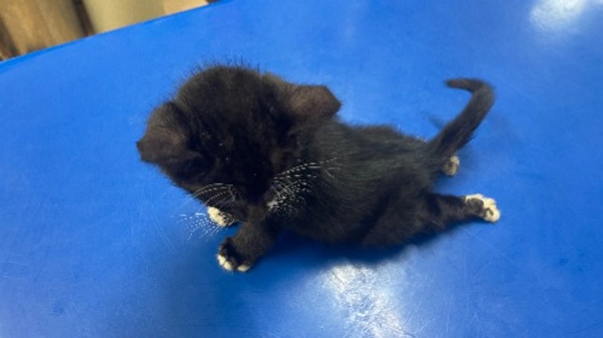 ＬＹＳＴＡ通信　Ｒ７年１０月