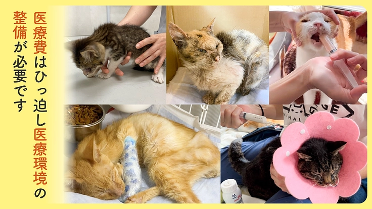 新シェルターへ移転できない危機。シニア猫・傷病猫に必要なケアを。 3枚目