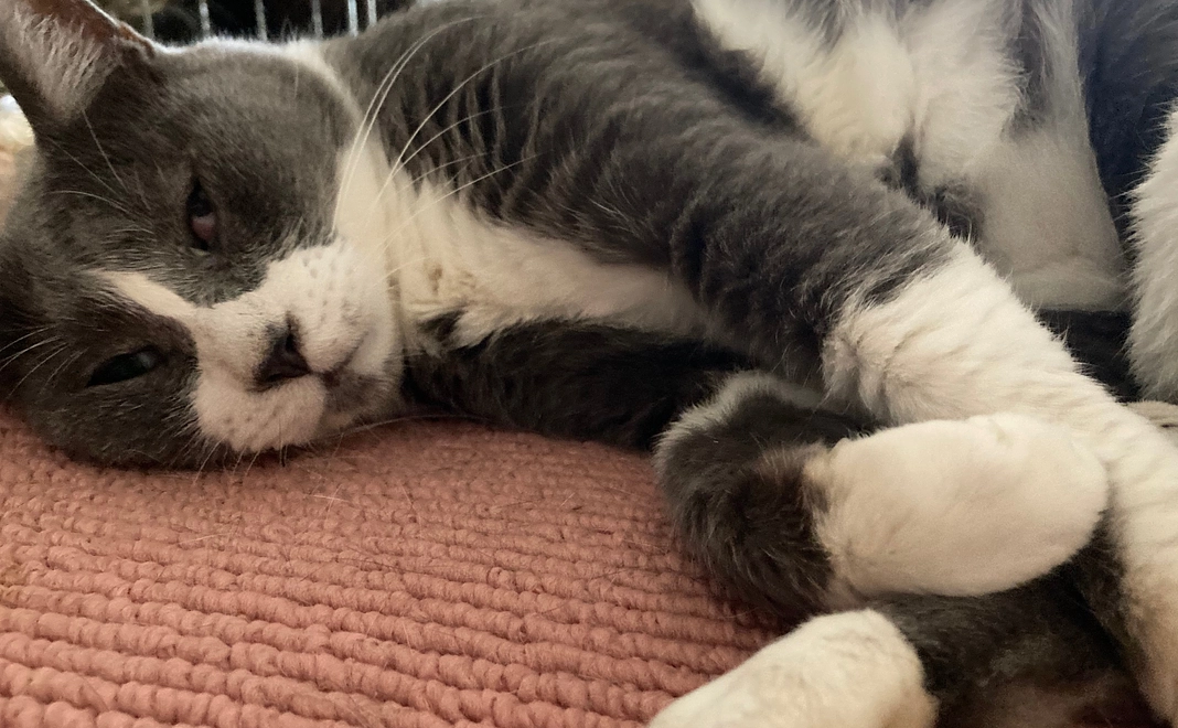 幸せのハンカチコース│10000円