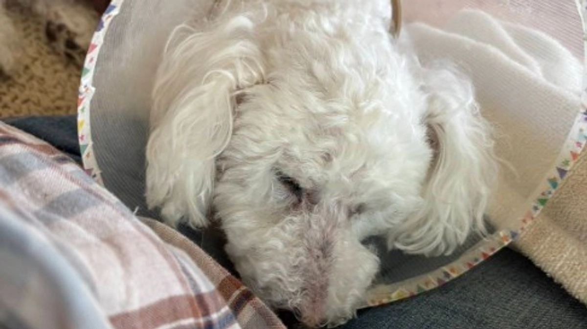 保護のミックス犬さん。