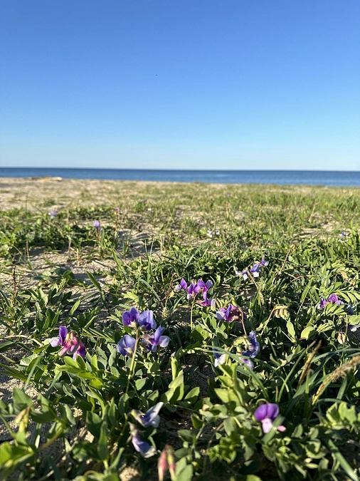 ヨガイベント日程のお知らせ
