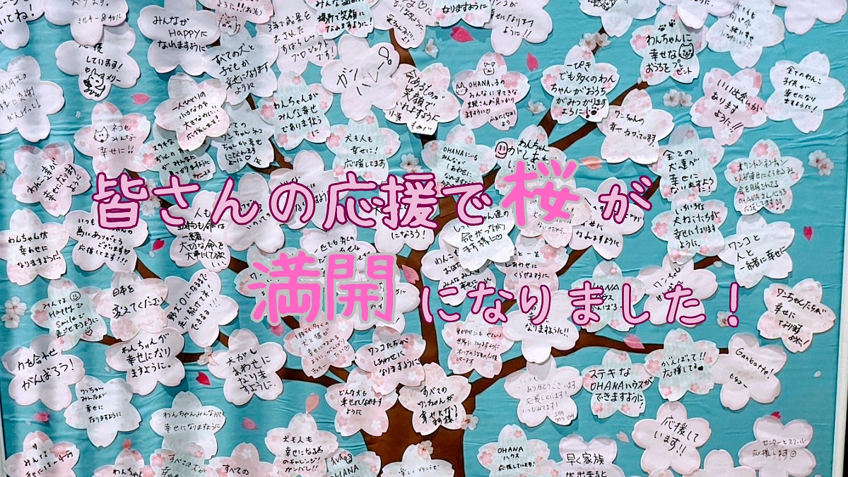 皆さんの応援で桜が満開になりました！ありがとうございます！