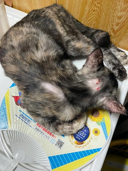 不治の病だったFIP