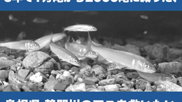 5年で生息数が1/5になった島根のアユが生きれる魚道を作ります！
