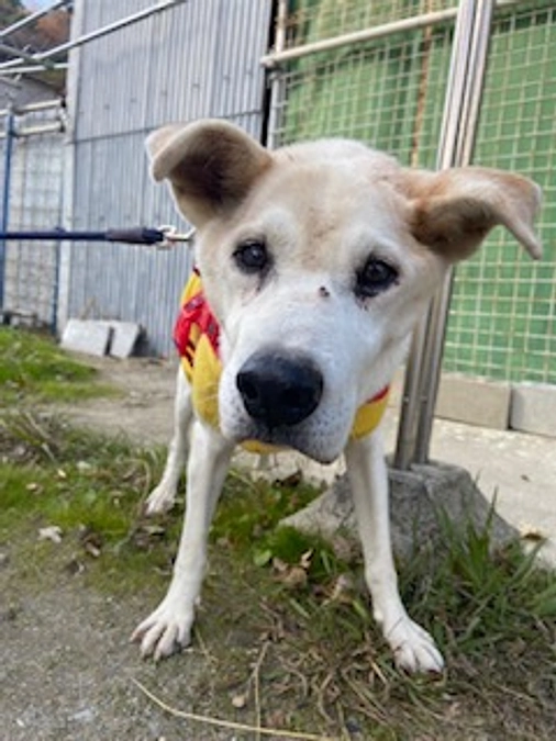 お散歩大好き〝きいちゃんのこと”