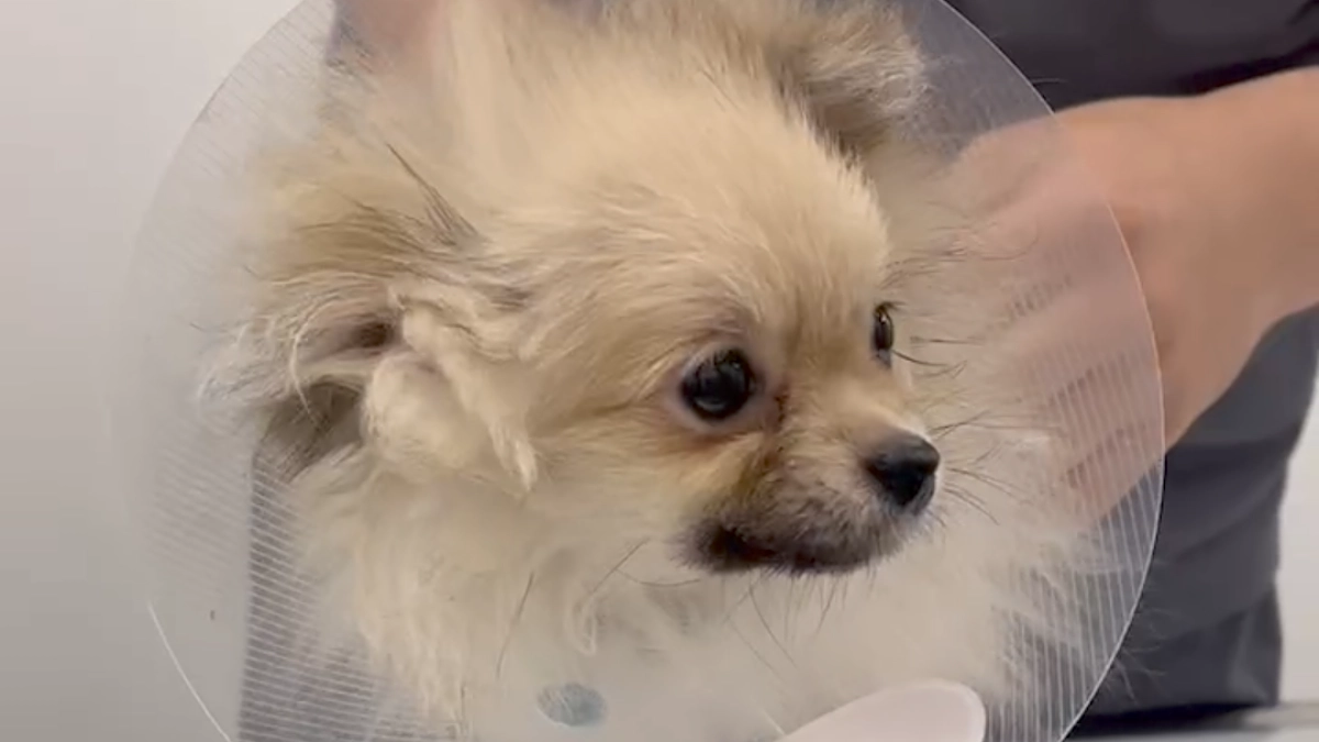 【もうすぐ50％突破！】オタとソースのご報告