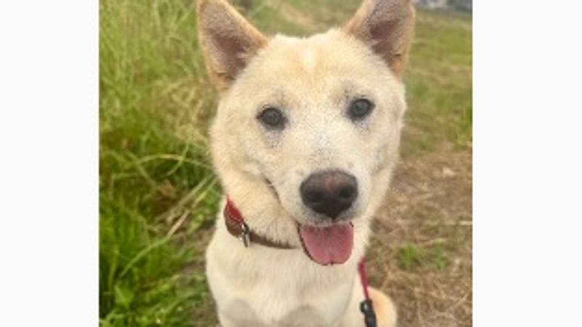 残り12日/アニすま新入生がやってきました！