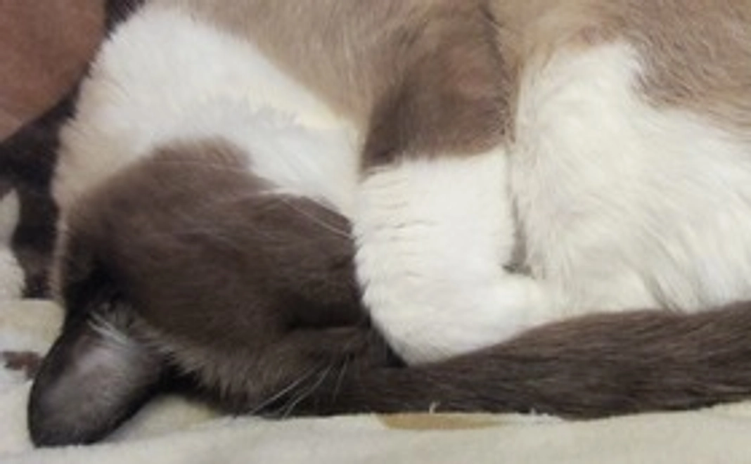 感謝のメッセージメール