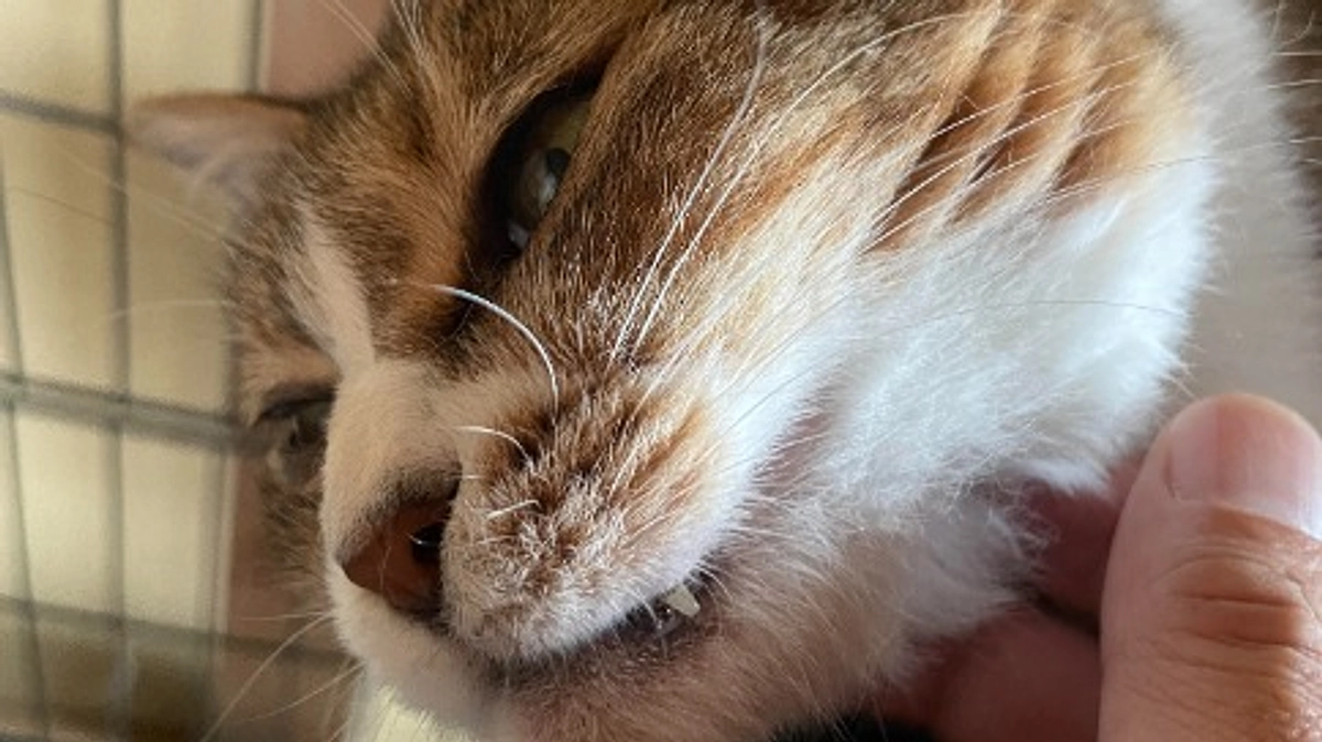 9/23の譲渡会は大雨の影響で中止、でも相変わらずなセイラさん