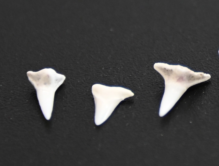 【返礼品紹介⑤】-サメの歯編-