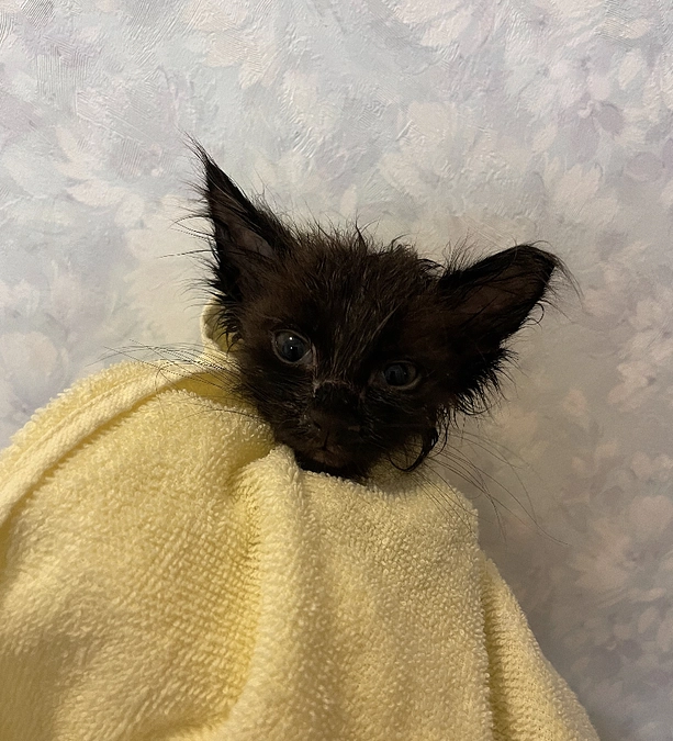 七夕の日の奇跡〜ネクストゴールの達成〜