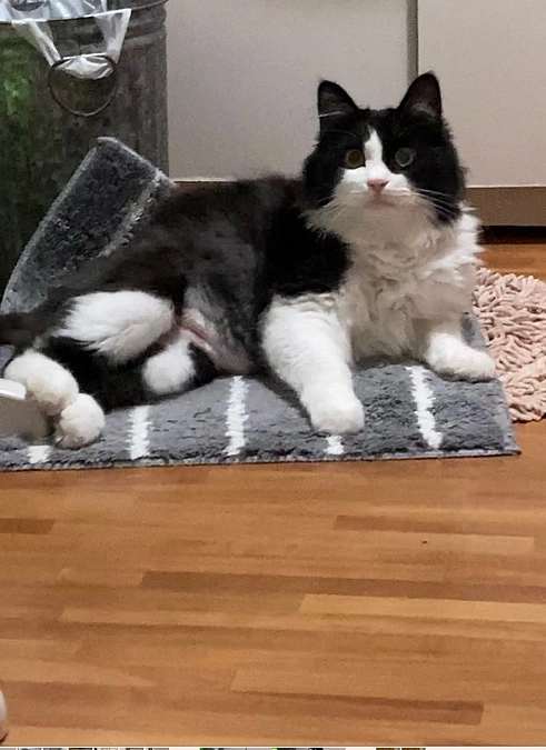 暑さに弱いハチ