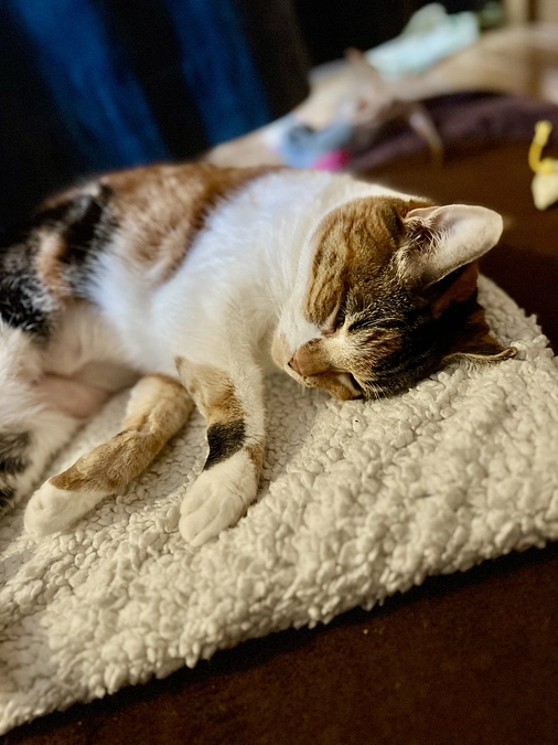 ✨ 目標達成のご報告と感謝の気持ち ✨