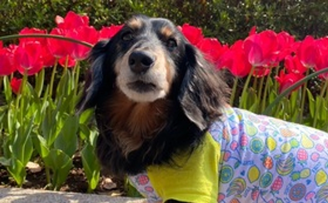 ビーデルくんご支援3000円