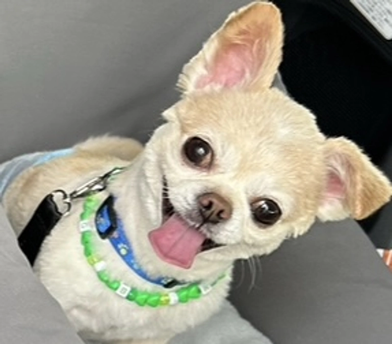 トリミングしてあげたいです。。