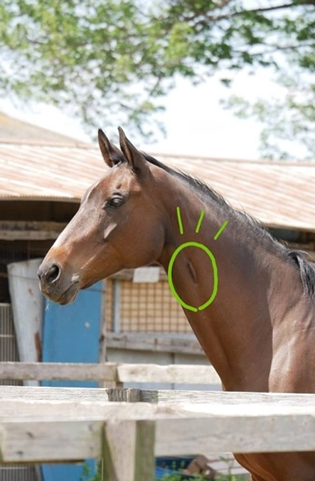 【残りあと2時間半！あと３５万円で目標達成です！】研究用の馬だったミントしゃんの話。