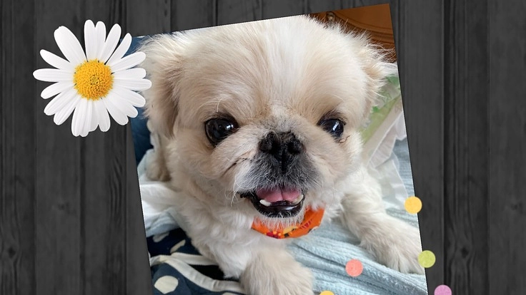 免疫介在性血小板減少症&腰椎ヘルニアと闘っているくうを助けたい