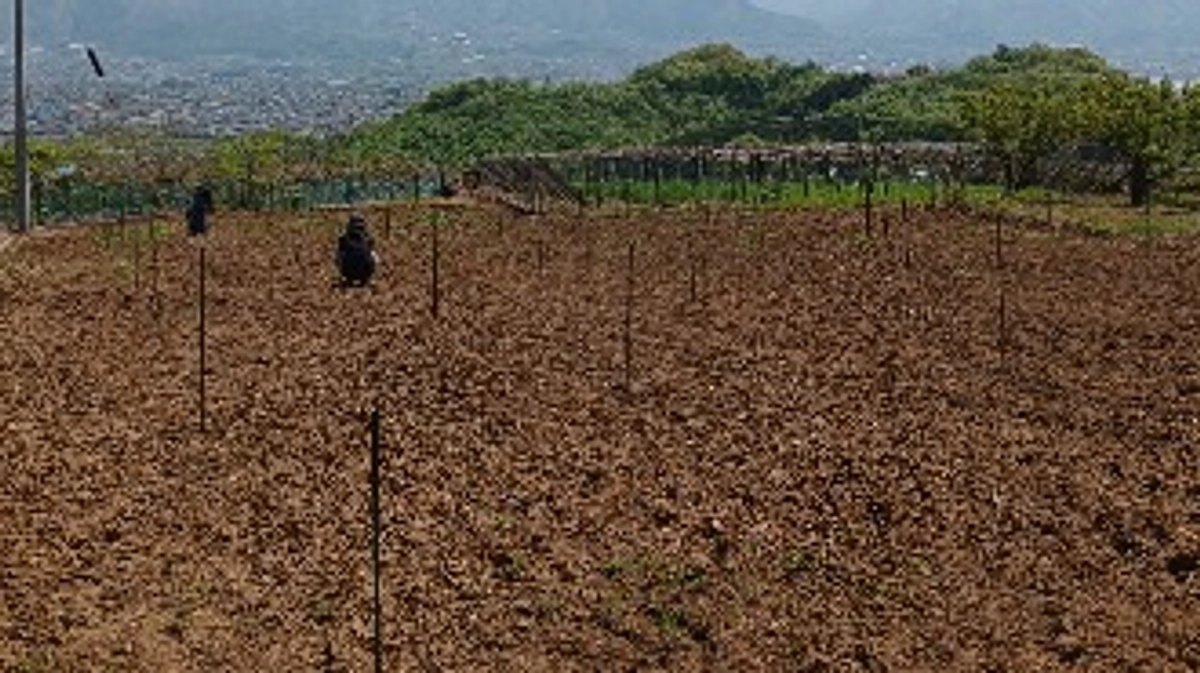 学生とともに標高480メートルの新圃場で測量を行いました！