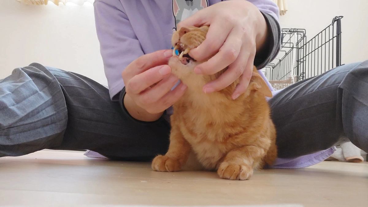 🐈ヨッちゃん薬を吐き出すスキルを身につける～カーーッ！ペッ！！！編～🐈