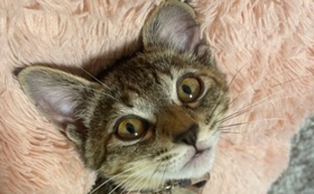 感謝メールをお送り致します。