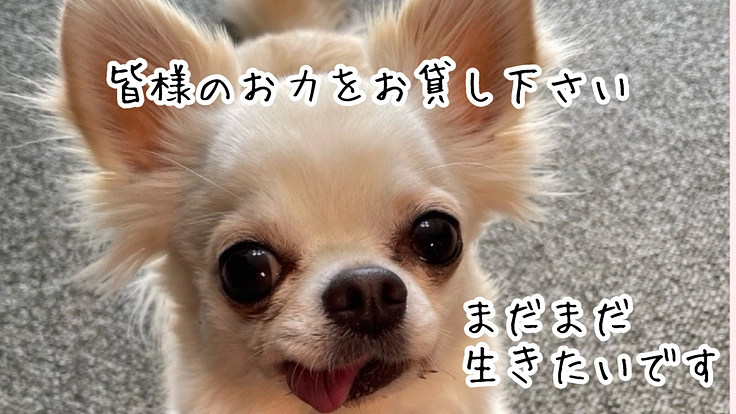 まだ若く僧帽弁閉鎖不全症の愛犬サラの手術代を、ご協力お願い致します