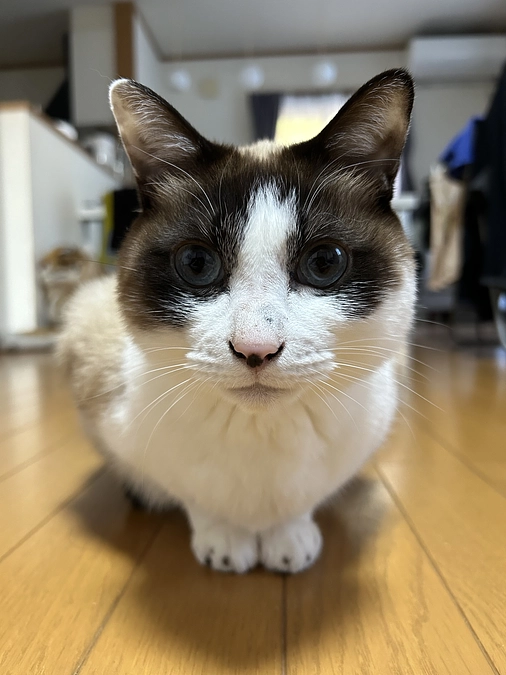 川に流された我が家の愛猫