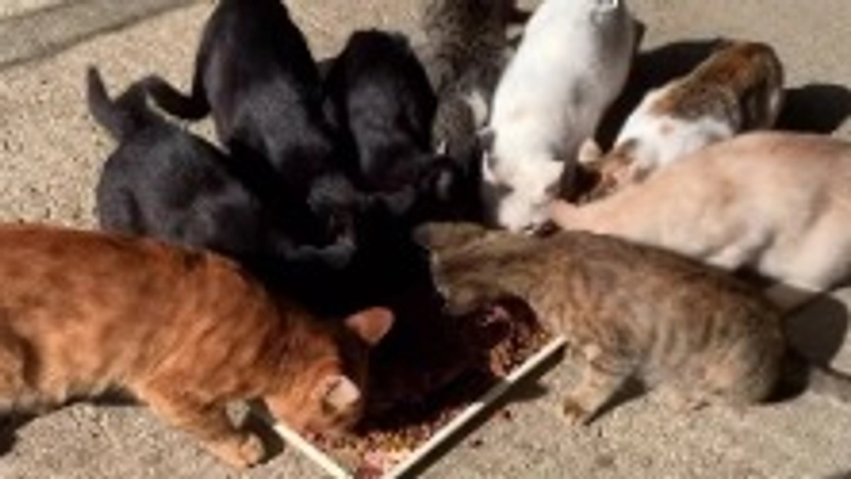 10/12 猫ちゃん達の様子🐱