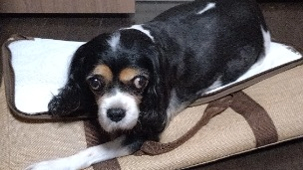 9月26日のハニーの体調