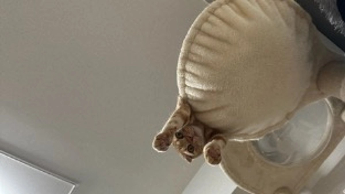 人間を見下ろすふう