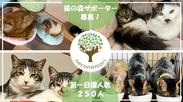 【猫の森マンスリーサポーター】保護猫たちに安定した医療を届けたい のトップ画像