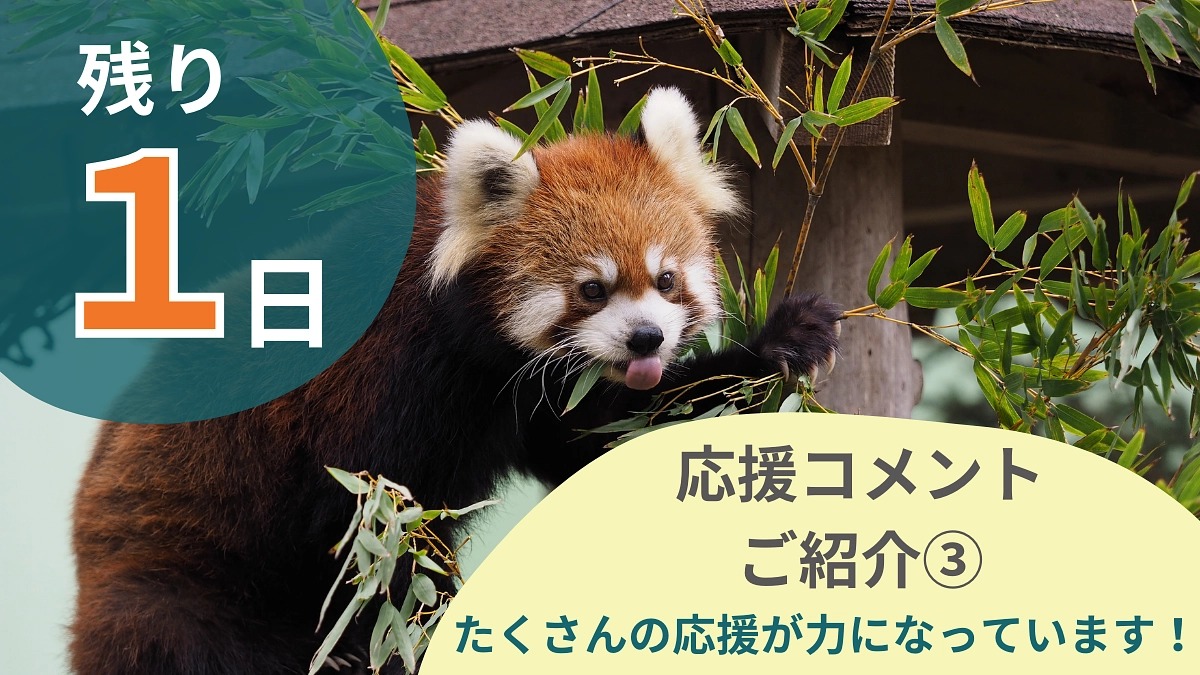 残り１日！たくさんの応援が力になっています！【応援コメントのご紹介③】