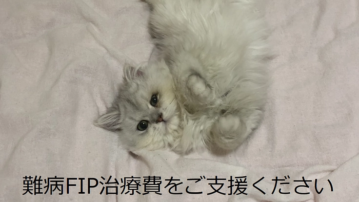 余命無き猫伝染性腹膜炎（FIP)緊急治療へのご支援お願い！