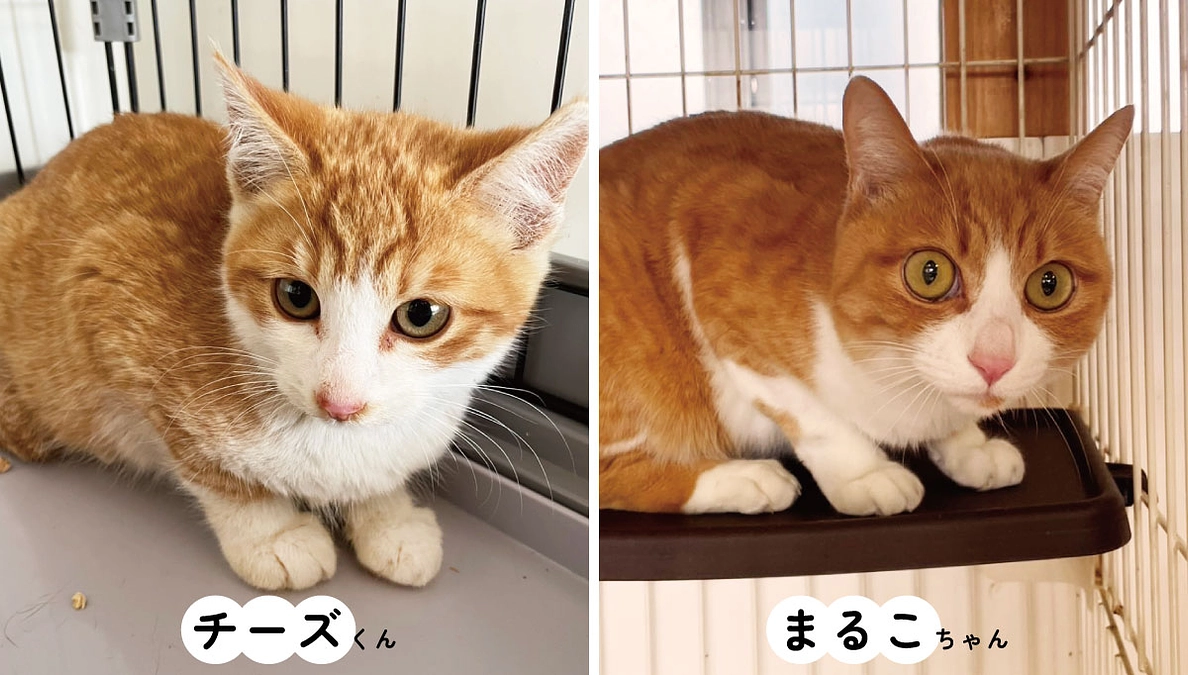 新入生のご紹介と来校について