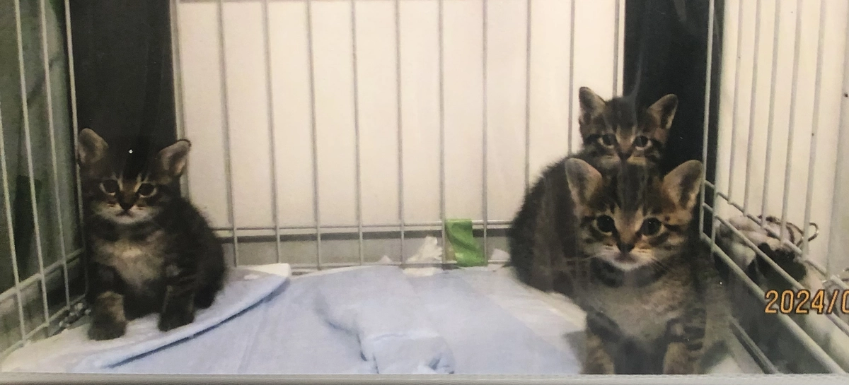 日々様々な事が有りますが頑張ってます。