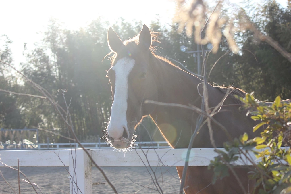 ネクストゴール公開について