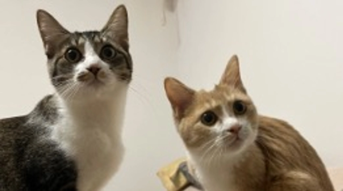 【プロジェクト達成とネクストゴール挑戦予定のお知らせ】