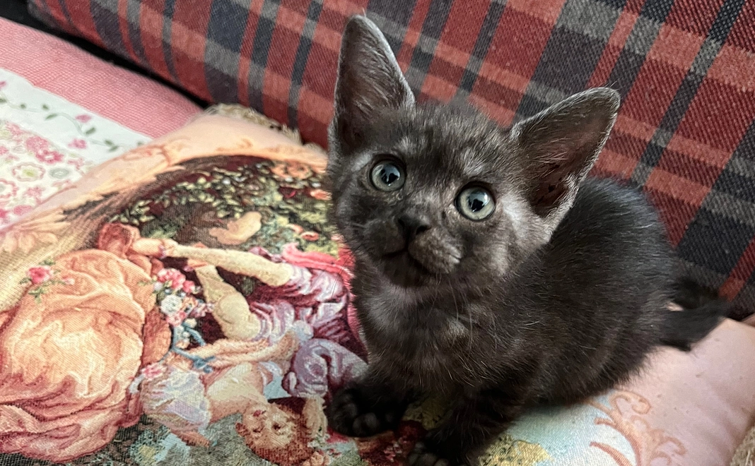 ご支援コース２