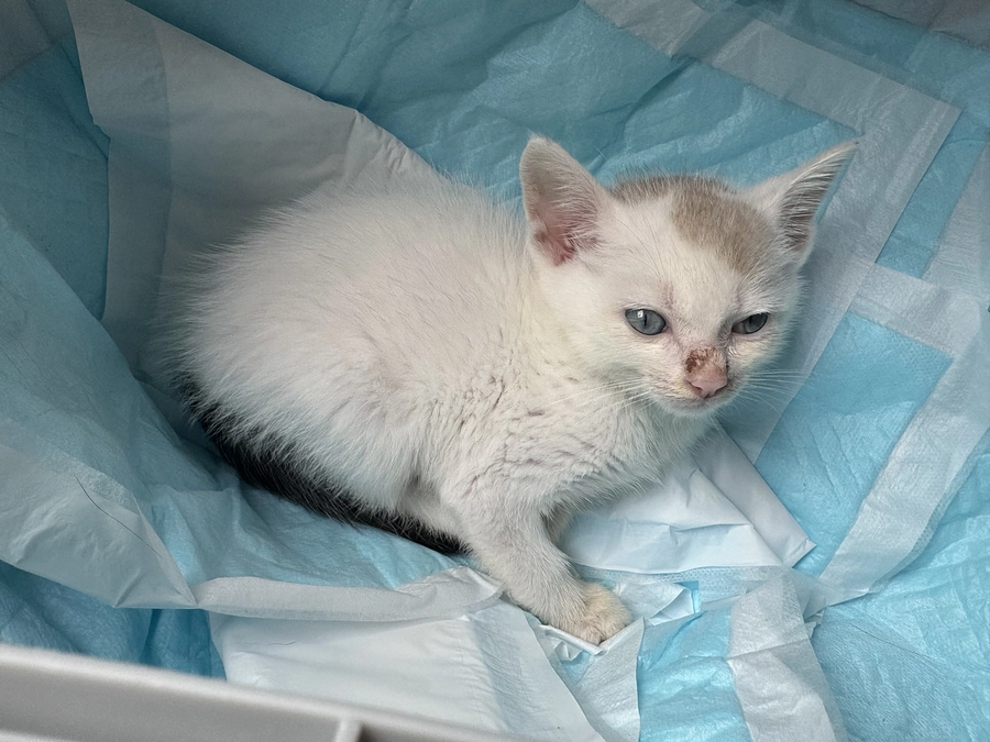 抗てんかん薬が変わる