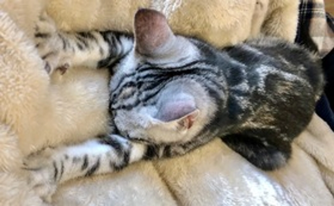 5,000円応援コース