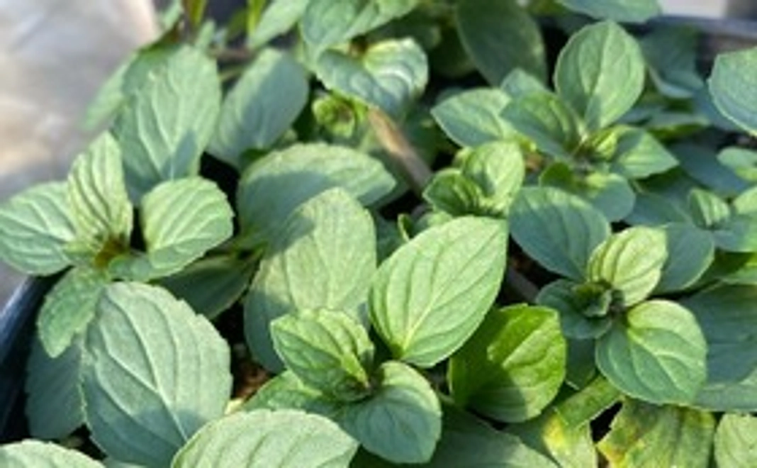 和ハーブを育てて応援コース 　ニホンハッカ